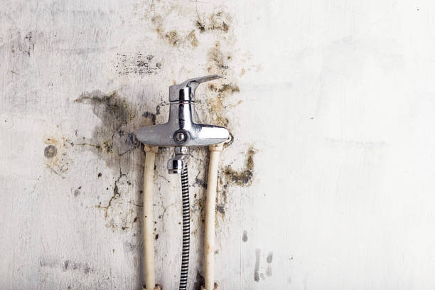 Best Mold Removal Specialists  in Channahon, IL