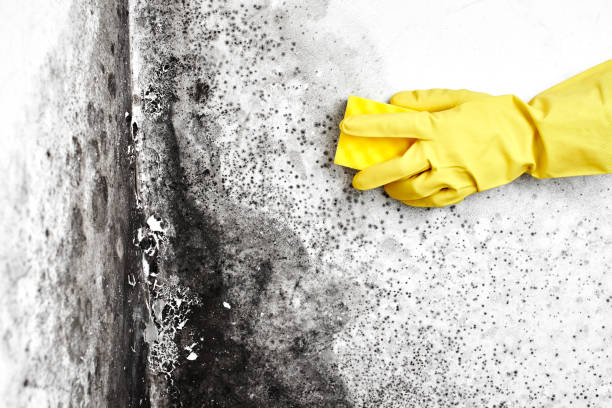 Best Affordable Mold Removal  in Channahon, IL