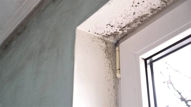 Crawl Space Mold Removal in Channahon, IL