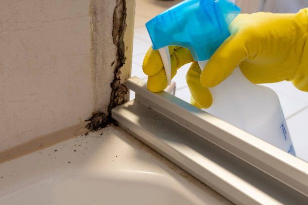 Best Mold Testing and Removal  in Channahon, IL