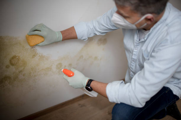 Best Toxic Mold Removal  in Channahon, IL