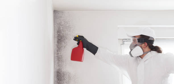 Best Residential Mold Removal  in Channahon, IL