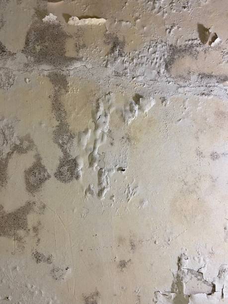 Best Mold Remediation  in Channahon, IL
