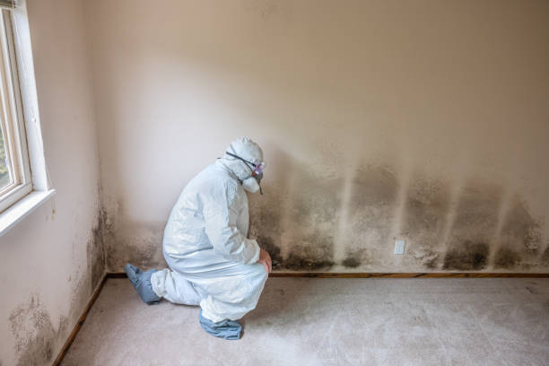 Mold Testing and Removal in Channahon, IL