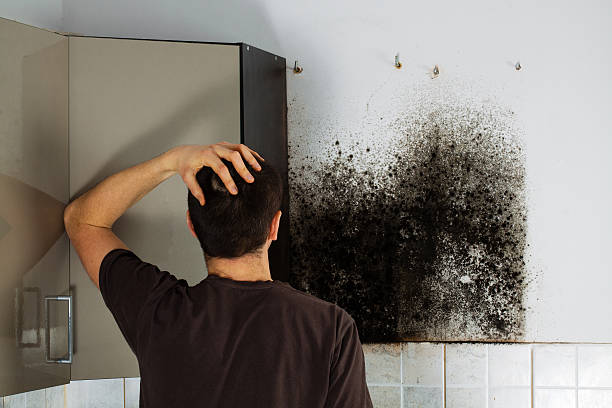 Best Toxic Mold Removal  in Channahon, IL