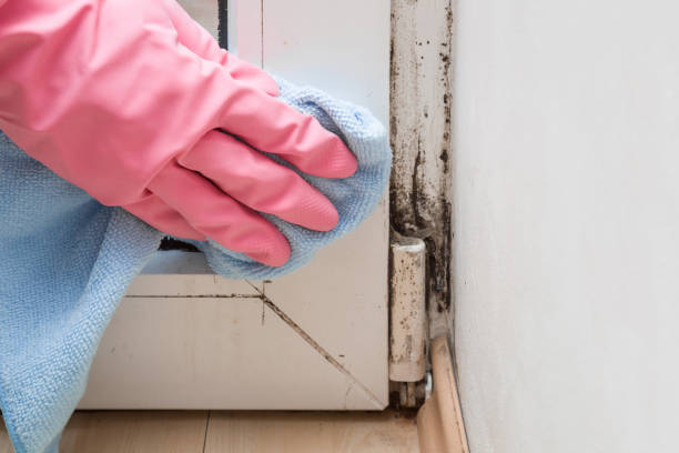 Best Best Mold Removal Companies  in Channahon, IL